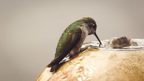 nature humming bird