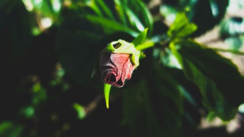 nature flower floral