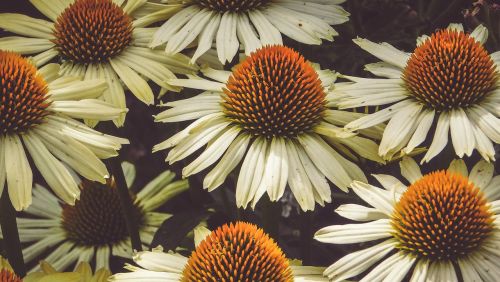 nature floral daisies