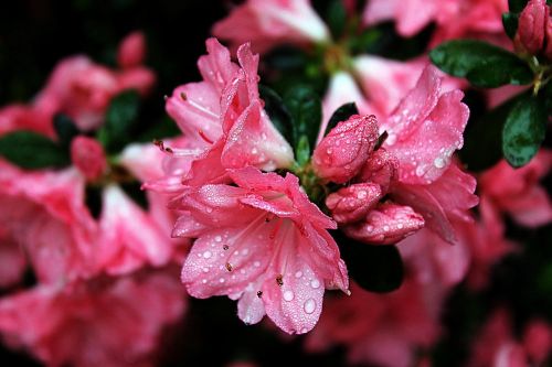 nature flower bloom