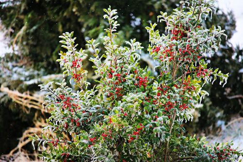 nature winter holly