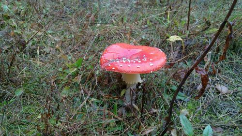 nature mushroom forest