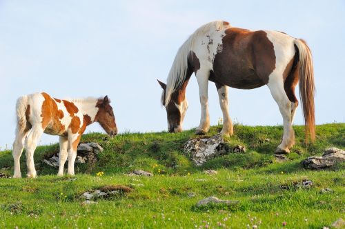 nature animals horses