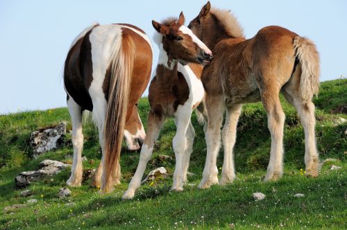 nature animals horses