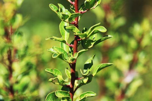 nature green plant