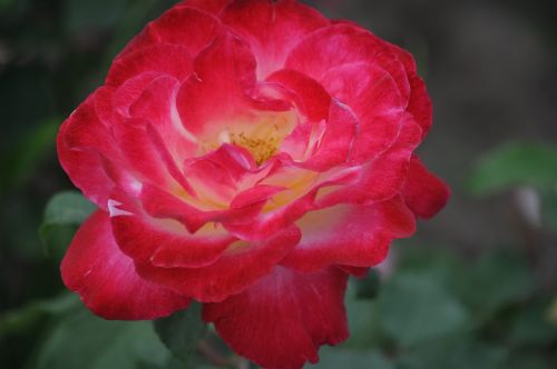 nature flowers roses