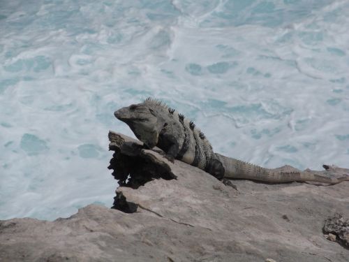 nature animal iguana