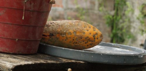 nature fruit papaya