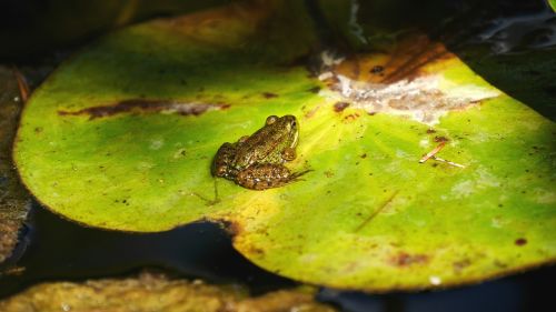 nature amphibians frog
