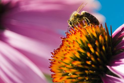 nature bee macro