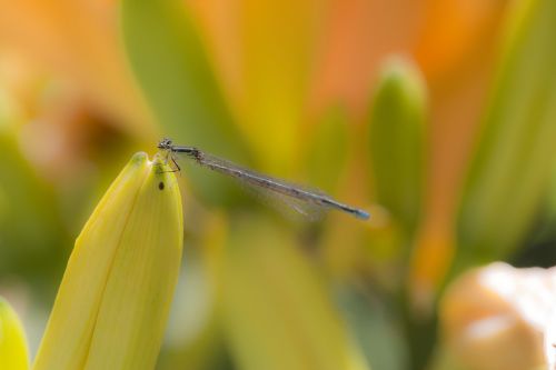 nature dragonfly macro