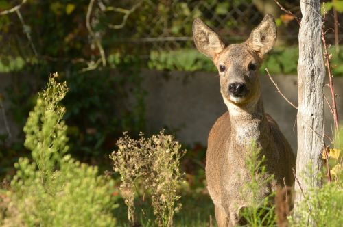 nature deer animals