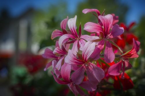 nature flowers beautiful flower