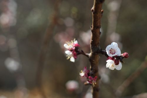nature blossom spring