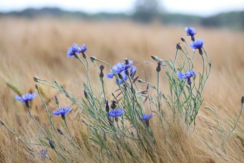 nature field landscape