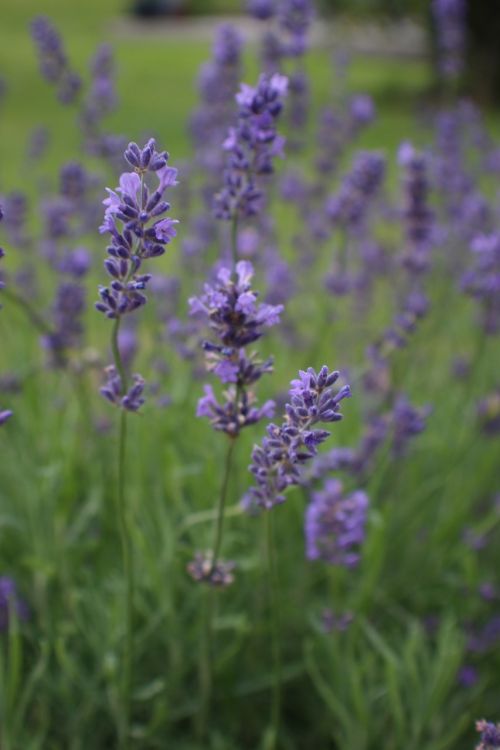 nature plant landscape