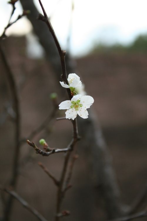 nature white blossom brown tree