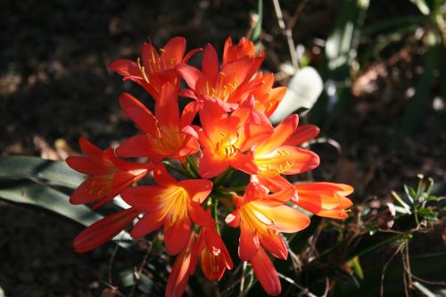 nature flower red