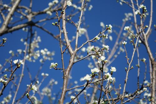 nature spring blue sky