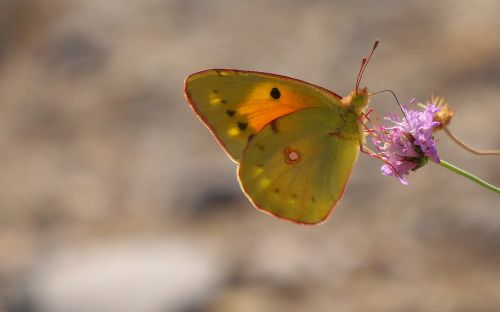 nature insects butterfly macro wings flower