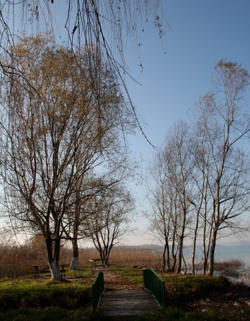 nature trees landscape