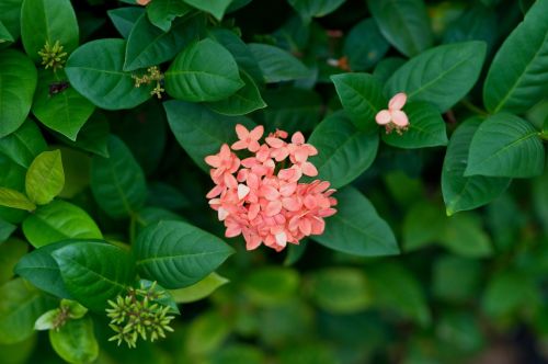 nature flowers plants