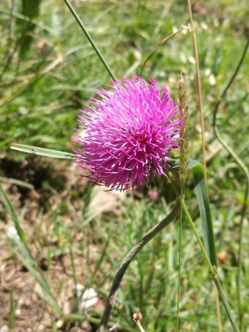 nature pink beautiful flower