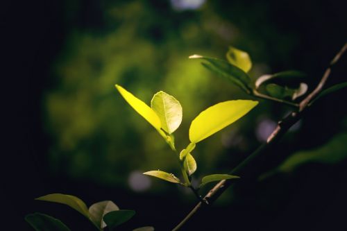 nature green leaf