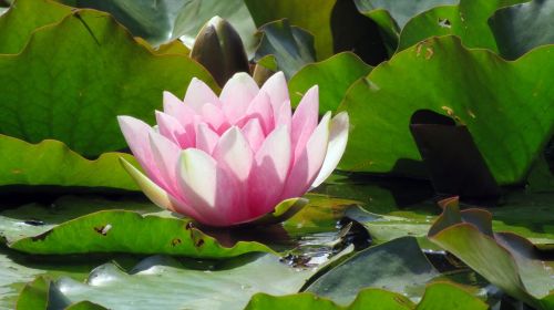 nature pond plant water lily