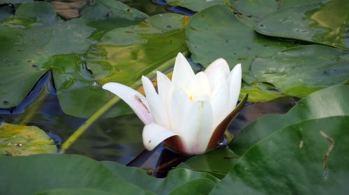 nature pond plant water lily