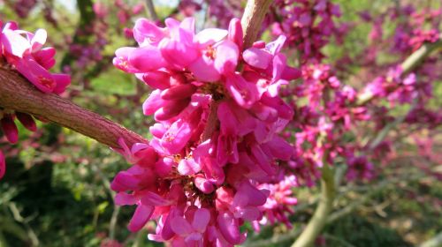 nature spring flowers