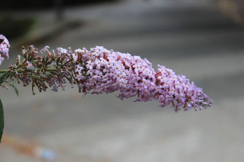 nature pink flower turkey