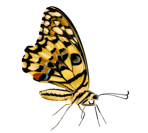 nature animals butterfly