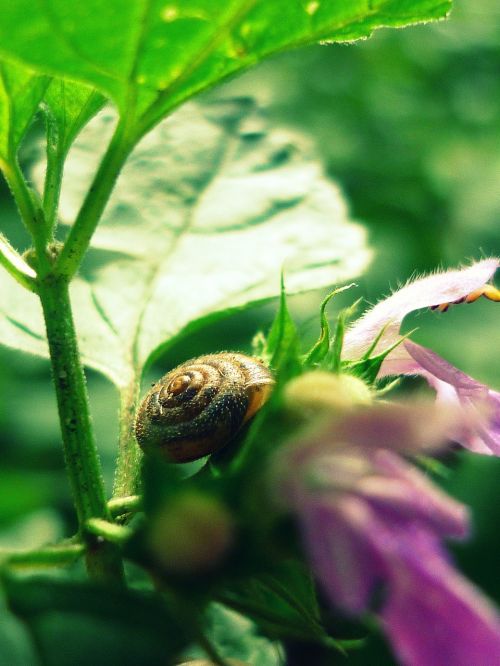 nature green snail