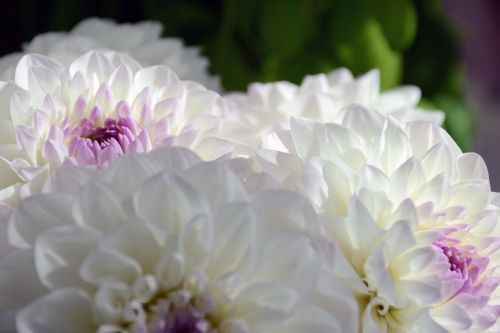 nature spring white flower