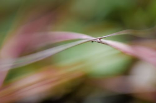 nature grass macro