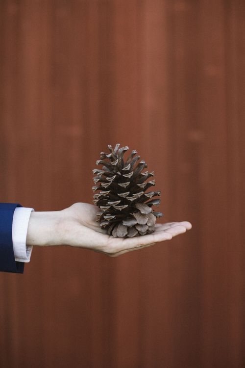 nature pinecone branch