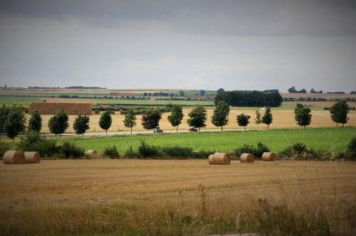 nature field summer