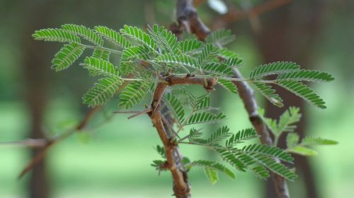 nature plant branch