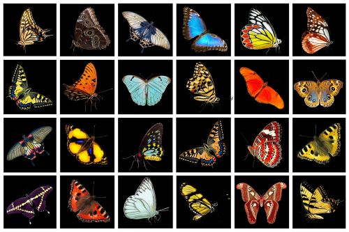 nature animals butterflies