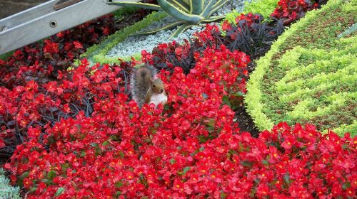 nature flowers squirrel