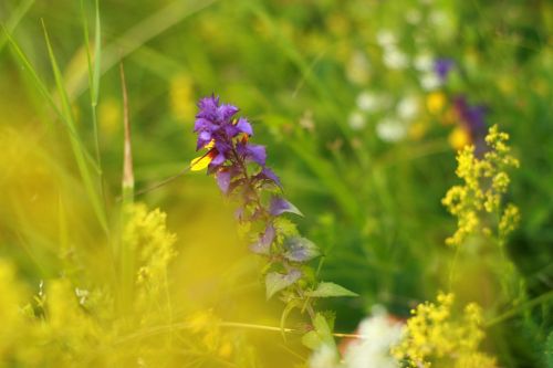 nature colorful macro