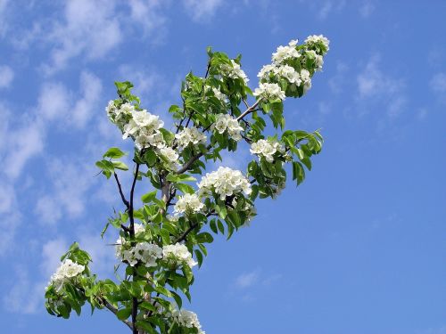 nature trees flowers