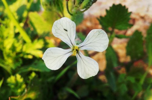 nature flower green