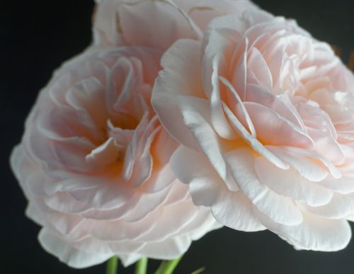 nature flower rose