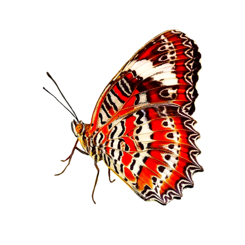 nature animals butterfly