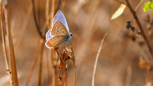 nature insects butterfly