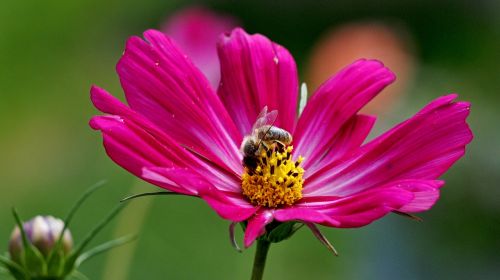 nature flower flowers