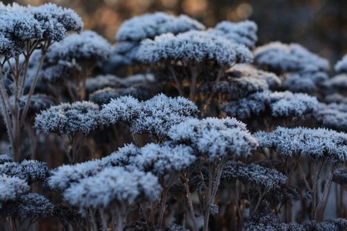 nature winter landscape