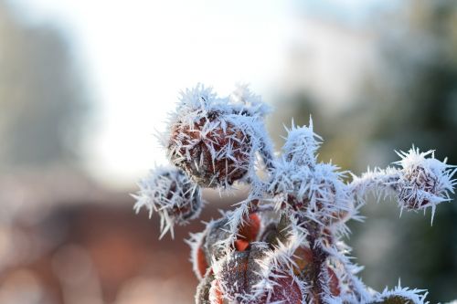 nature winter landscape